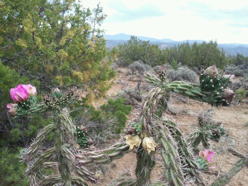 Cactus blossom